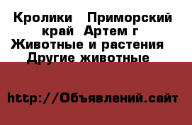 Кролики - Приморский край, Артем г. Животные и растения » Другие животные   